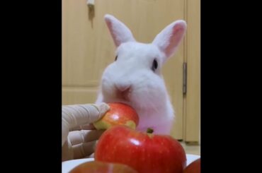 The Beautiful Rabbits Eating | Cute Rabbit | Funny And Cute Bunny Videos Compilation Of Rabbits #109
