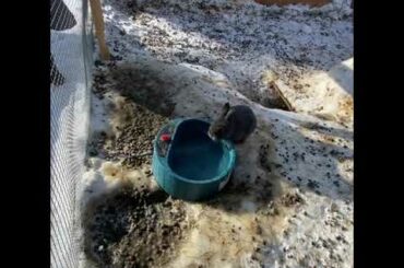 watching the baby bunny | Cute Pets Rabbits And Bunnies Aww