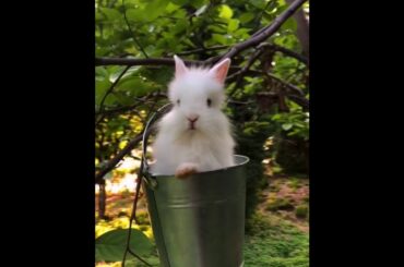 The Beautiful Rabbits Eating | Cute Rabbit | Funny And Cute Bunny Videos Compilation Of Rabbits #75