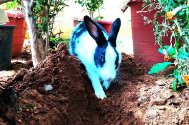 Cute Rabbit Digging | Rabbit Playing