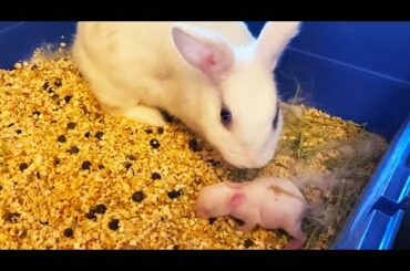 Bunny mom with her cute baby bunny