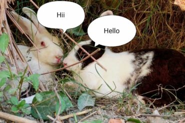Cute Baby Rabbits Playing,Feeding Activities | Bunny Rabbit (Baby Rabbit)