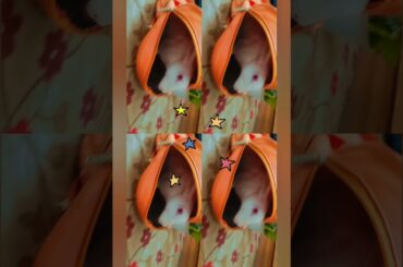 Bunny is trapped in a bagpack| Cute bunny enjoys his master's new bagpack| Bunnies in Wonderland
