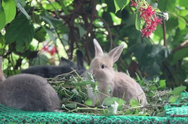 Collection of Rabbit Eating - Cute and Funny Baby Bunny - Cute Bunny Rabbit Eating Sound