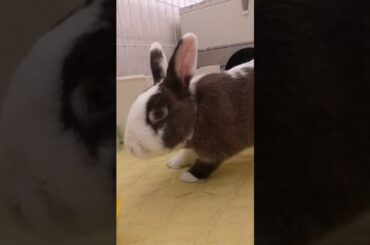 The Beautiful Rabbits Eating | Cute Rabbit | Funny And Cute Bunny Videos Compilation Of Rabbits #88