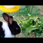 My Cute Rabbit Today Fresh Face With Food, Cidilife Daily169