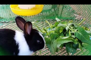 My Cute Rabbit Today Fresh Face With Food, Cidilife Daily169
