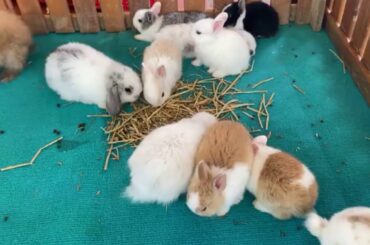 cute rabbit baby videos & rabbit farming