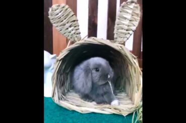 The Beautiful Rabbits Eating | Cute Rabbit | Funny And Cute Bunny Videos Compilation Of Rabbits #105