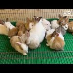 cute animals | cute rabbit videos