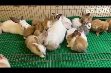 cute animals | cute rabbit videos
