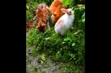 The Beautiful Rabbits Eating | Cute Rabbit | Funny And Cute Bunny Videos Compilation Of Rabbits #116