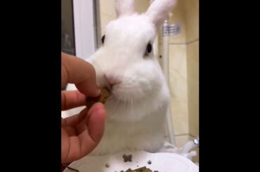 The Beautiful Rabbits Eating Fast | Cute Rabbit | Funny And Cute Bunny Videos Compilation Of Rabbits