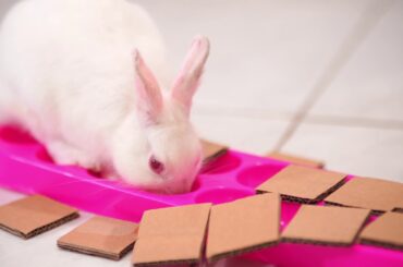 Cute rabbit with snack board (No.0001) / Slow Motion / Happy music