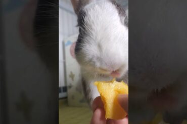 The Beautiful Rabbits Eating | Cute Rabbit | Funny And Cute Bunny Videos Compilation Of Rabbits #127