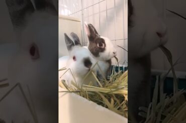 The Beautiful Rabbits Eating | Cute Rabbit | Funny And Cute Bunny Videos Compilation Of Rabbits #126