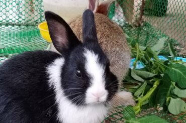 So Funny Rabbit With My Cute Rabbit, Cidilife Daily169