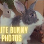 Cute bunny photos