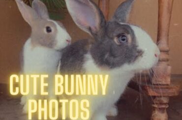 Cute bunny photos
