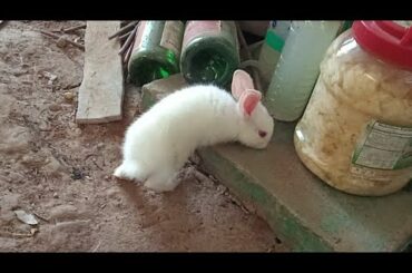 small rabbits running outside, cute rabbit. bunny lovely pet.