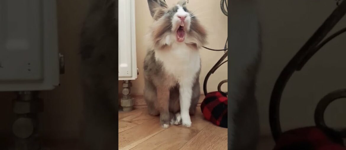 Funny and cute bunny yawning #bunny #funny #yawning