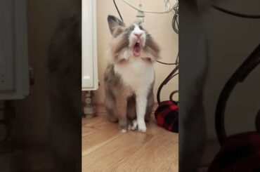 Funny and cute bunny yawning #bunny #funny #yawning