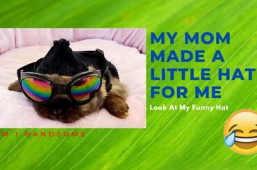 Cute Bunny Funny Rabbit Video | Bunny Washing His Face, Wearing Clothes, Sunglasses and Hat