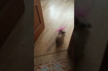 Funny and cute bunny spinning #bunny #funny #spin