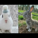 Cute Rabbit | Beautiful And Cute Rabbit Video Compilation | Cute&Awesome Animals