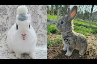 Cute Rabbit | Beautiful And Cute Rabbit Video Compilation | Cute&Awesome Animals
