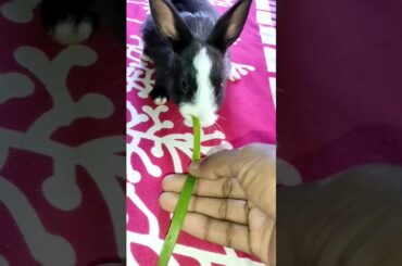 Cute Bunny (Jerry) | #Shorts Video