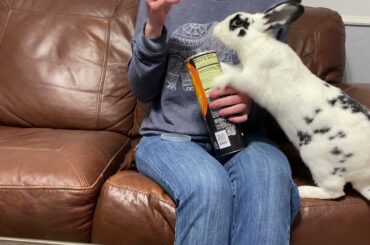 Cute Rabbit Tries to Steal Pringles