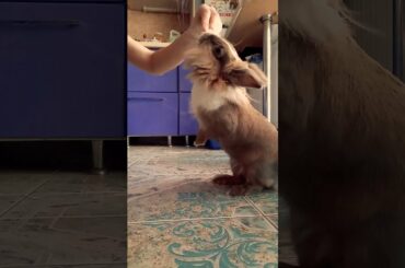 Funny and cute bunny having her dinner