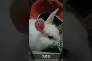 Funny and Cute Baby Bunny Rabbit Videos,  Funny Baby Bunny Rabbit Videos Compilation   Cute Rabbits