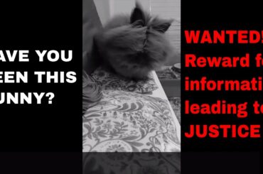 Bunny Time 11 - Bunny News - Lionhead Bunny - Cute Rabbit Videos - Free roaming Pet