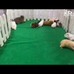 cute rabbit videos and cute mouse by farming