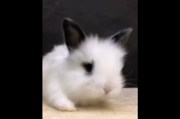 The Beautiful Rabbits Eating | Cute Rabbit | Funny And Cute Bunny Videos Compilation Of Rabbits #155