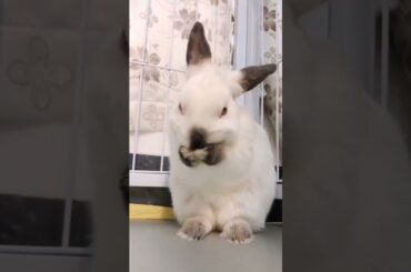 The Beautiful Rabbits Eating | Cute Rabbit | Funny And Cute Bunny Videos Compilation Of Rabbits #150