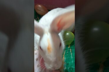 Happy Holi | Cute Rabbit Hunny D Bunny | #Hunny_D_Bunny #holi #shorts #bunny #rabbit