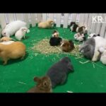 cute rabbit baby & mouse videos by farming