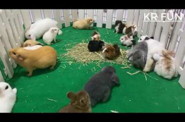 cute rabbit baby & mouse videos by farming