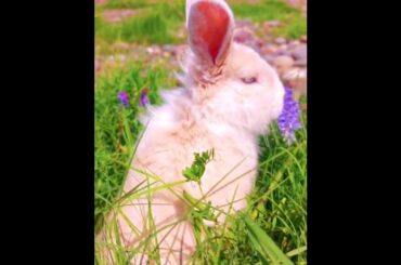 The Beautiful Rabbits Eating | Cute Rabbit | Funny And Cute Bunny Videos Compilation Of Rabbits 162