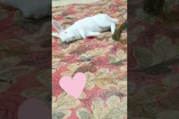 BUNNY FLOPPING AND CHEWING// CUTE BUNNY #MIKUTHEBUNNY