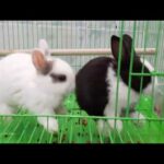Two adorable baby rabbits are eating | Rabbit Hee