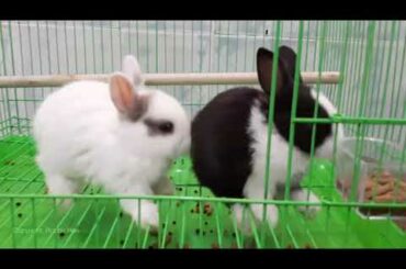 Two adorable baby rabbits are eating | Rabbit Hee