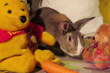 Rabbit eating and playing -  *FUNNY AND CUTE RABBIT* -