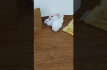 Cute Rabbit Sitting