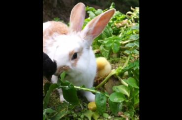 The Beautiful Rabbits Eating | Cute Rabbit | Funny And Cute Bunny Videos Compilation Of Rabbits #151