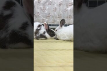The Beautiful Rabbits Eating | Cute Rabbit | Funny And Cute Bunny Videos Compilation Of Rabbits #148