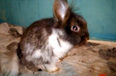 Cute Bunny to busy: Rabbit and Bunny